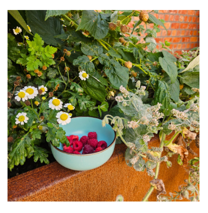 Jardin partagé
