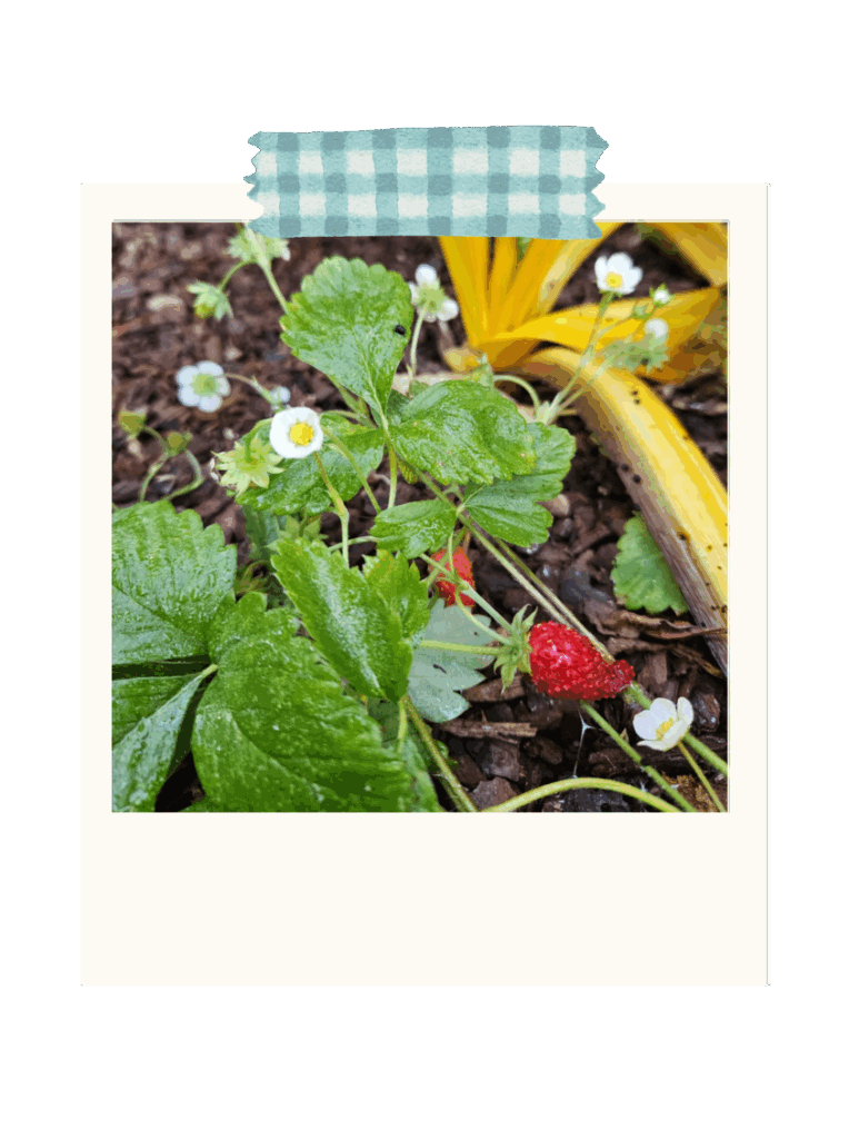 Fraisier des bois