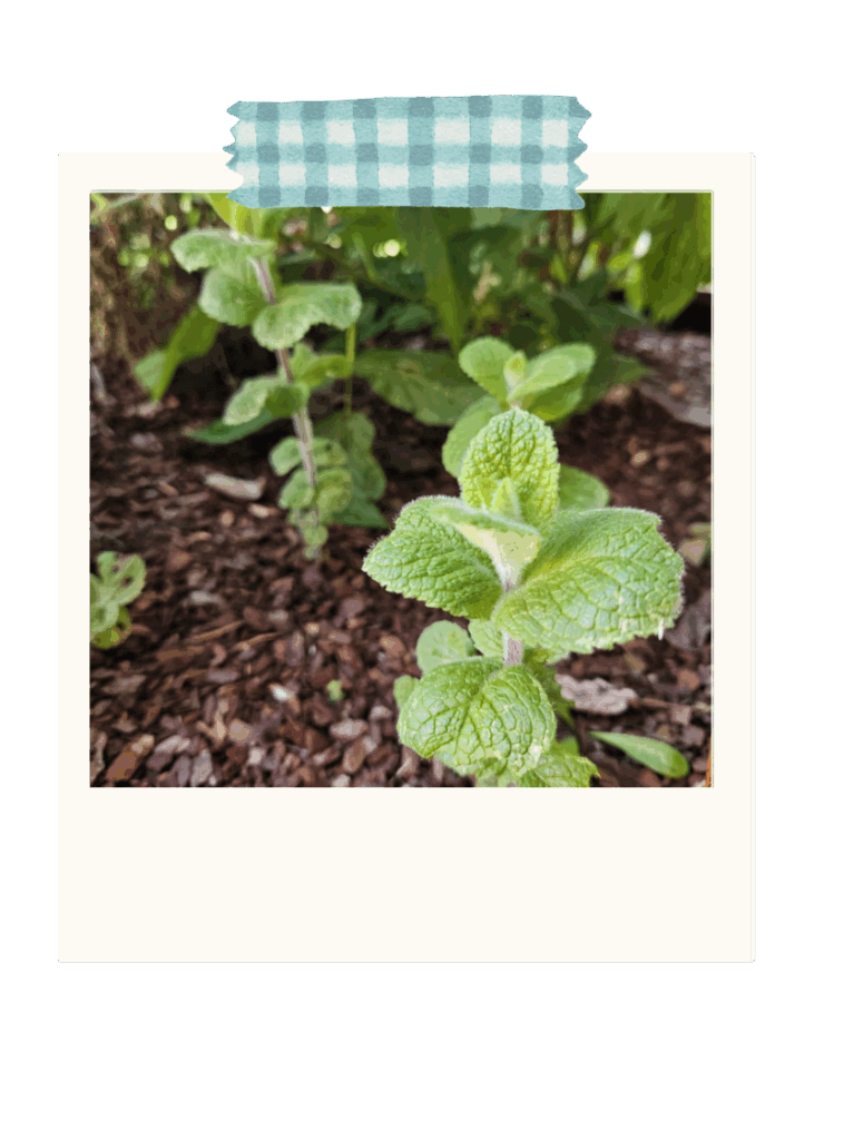 Menthe pomme