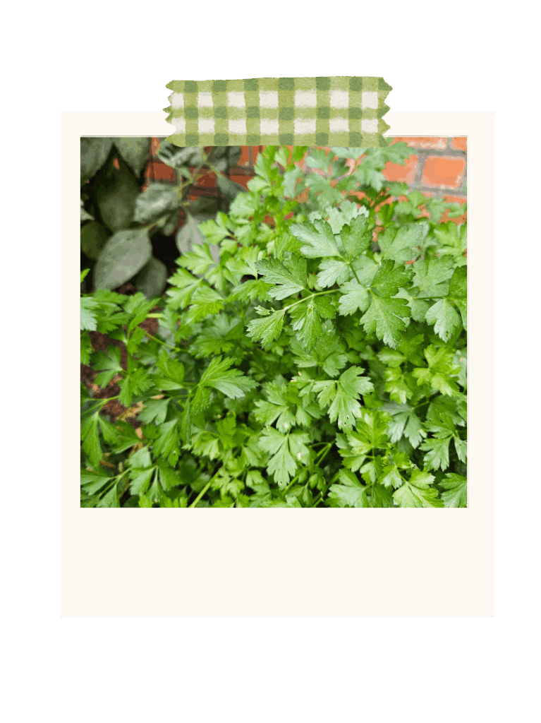 Persil plat