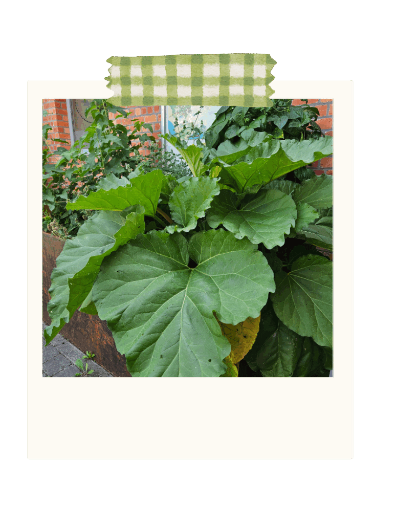 Rhubarbe